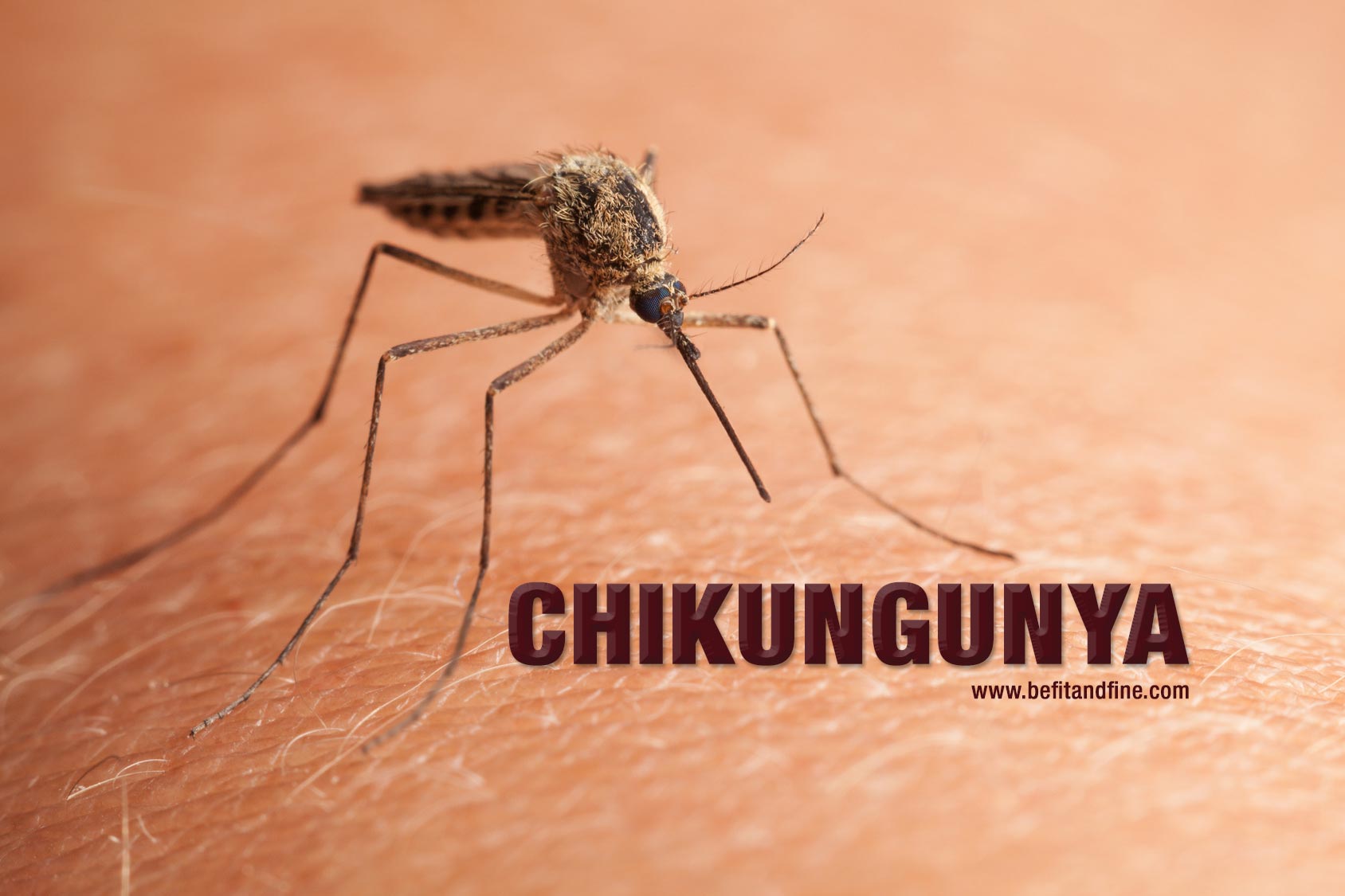 Top 5 Healthy Foods To Treat Chikungunya